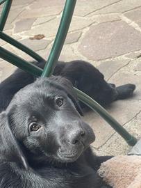 Ultimo cucciolo di Labrador nero