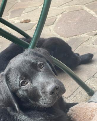 Ultimo cucciolo di Labrador nero