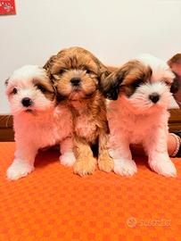 Cuccioli Malshi poo