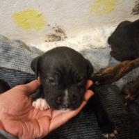 Cucciola femmina Amstaff e pittbul