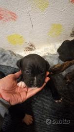 Cucciola femmina Amstaff e pittbul