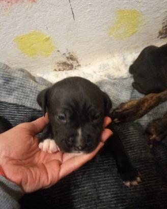 Cucciola femmina Amstaff e pittbul