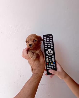 Cucciolo coccolone Maltipoo mini toy da borsetta