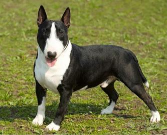 Bull terrier standard mini