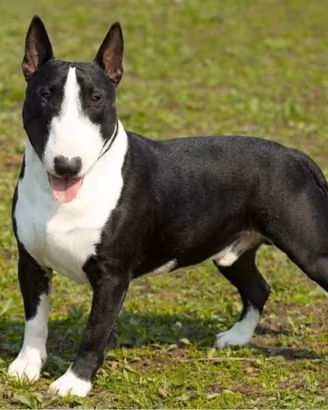 Bull terrier standard mini