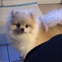 Animali