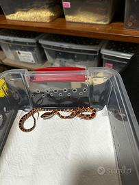 Baby Guttata / serpe del grano