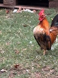 Galli