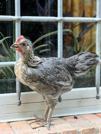 Galli Olivegger ornamentali