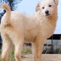 Cucciola mix maremmana