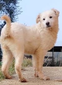 Cucciola mix maremmana