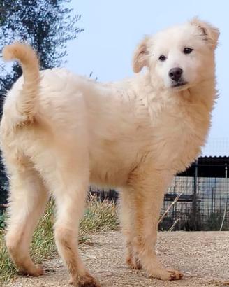 Cucciola mix maremmana