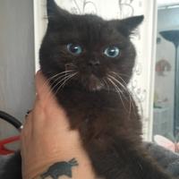 British shorthar