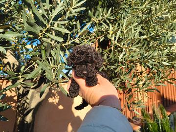 Barboncino mini toy nero femmina