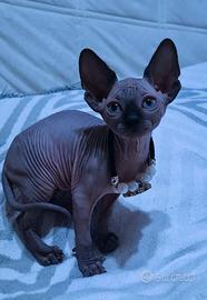 Sphynx