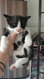 gattina bianca e nera piccola 1 mese 40 giorni