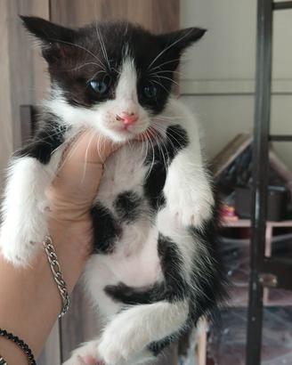 gattina bianca e nera piccola 1 mese 40 giorni