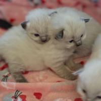 Cuccioli Ragdol con pedigree