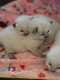 Cuccioli Ragdol con pedigree