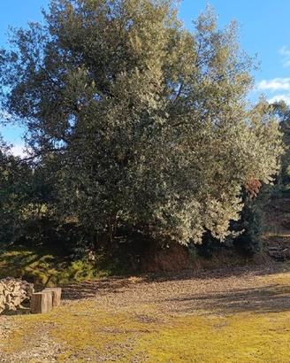 Terreno di 3470 m² a Itri