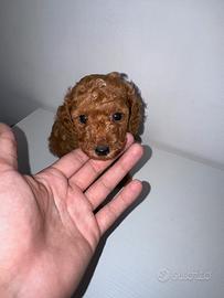 Barboncino Toy