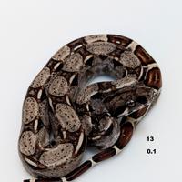 Serpenti BCI IMG jungle annuncio n3