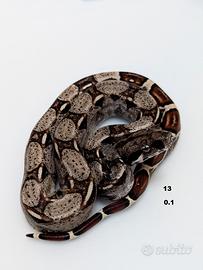 Serpenti BCI IMG jungle annuncio n3