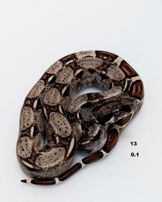 Serpenti BCI IMG jungle annuncio n3
