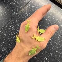 Insetto foglia 10 la coppia