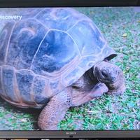 TV Sony Bravia 55 pollici "