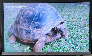 TV Sony Bravia 55 pollici "