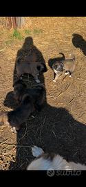 Cuccioli di Kangal e Pastore dell'Asia