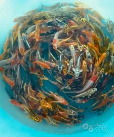 Carpe koi 5-15 cm