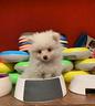 cuccioli-allevati-da-noi-spitz-2-mesi-