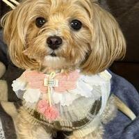 Maltipoo mini toy