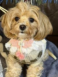 Maltipoo mini toy