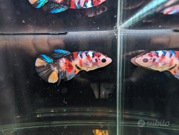 VENDUTO Betta Multicolor