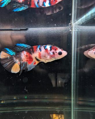 VENDUTO Betta Multicolor