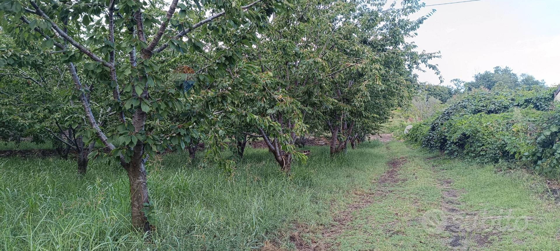 Terreno - Sant'Alfio - Altro