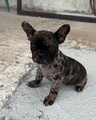 Bulldog francese