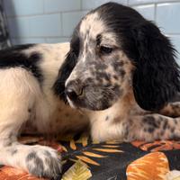 Cuccioli di setter inglese