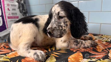 Cuccioli di setter inglese