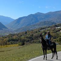Mezza fida cavallo castone per principianti