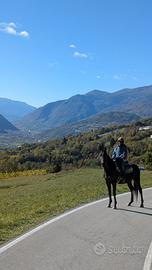 Mezza fida cavallo castone per principianti