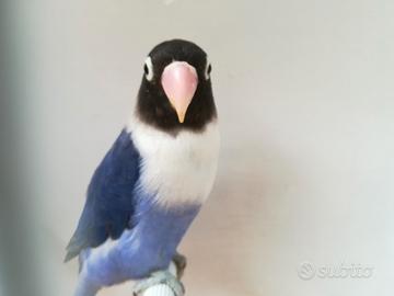 Insep mascherato femmina cobalto viola