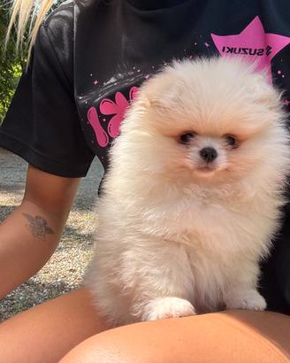Volpino di Pomerania o Spitz tedesco nano 