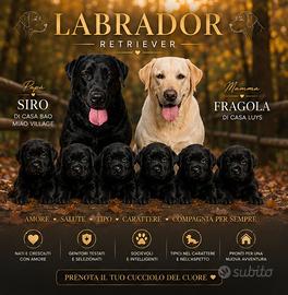 Labrador retriever con pedigree