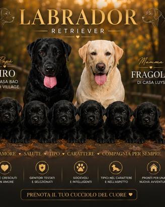 Labrador retriever con pedigree