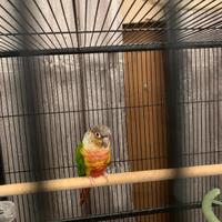 Pyrrura molinae Conuro guance verdi