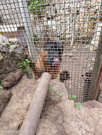 Cane da pastore tedesco